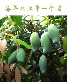 南宁相思湖吃瓜,夏日吃瓜好去处，尽享悠闲时光