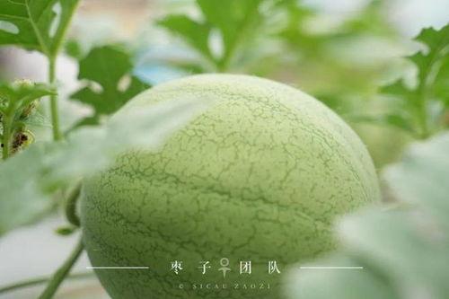 吃自己学校的瓜,揭秘校园里的那些“秘密”