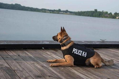 警犬事件吃瓜,揭秘背后真相，吃瓜群众热议不断